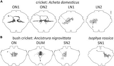 Local prothoracic auditory neurons in Ensifera